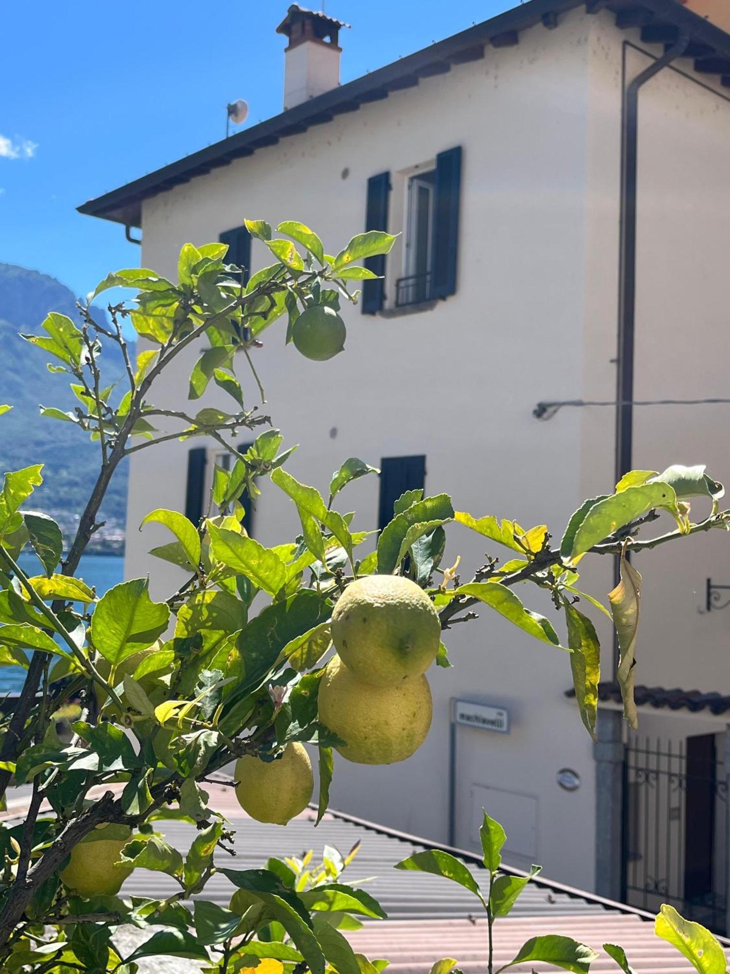 Domus Graziana - Lake Front Oliveto Lario Exteriér fotografie